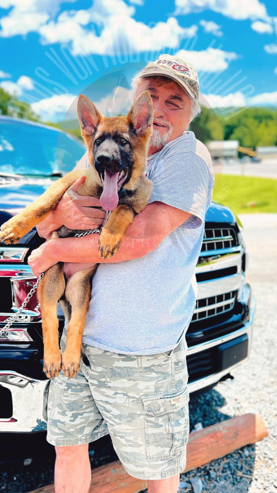 Owner holding his German Shepherd puppy from Haus Von Wolfgang Mojica