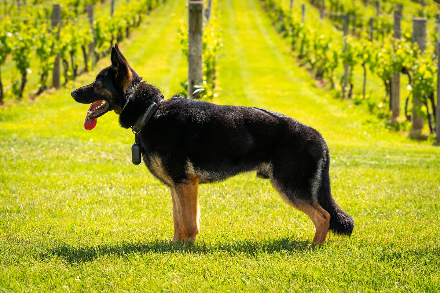 King Midas Von Mojica β foundation sire