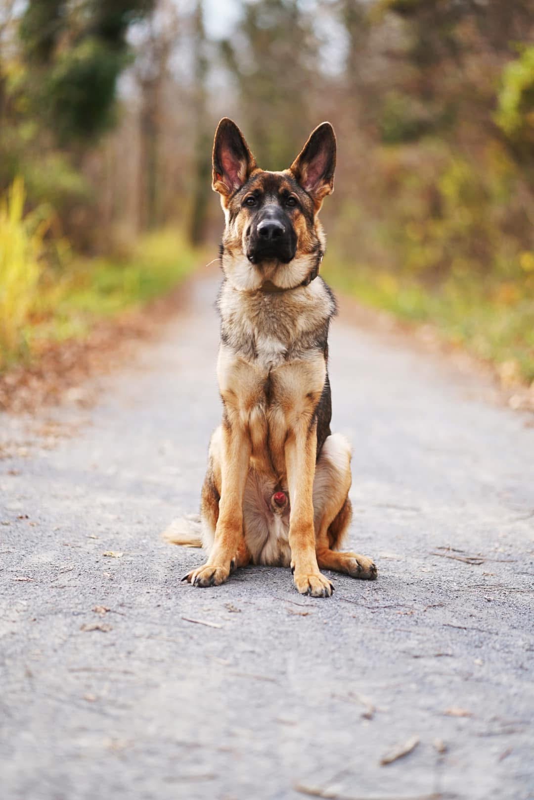 Adult German Shepherd parent dog