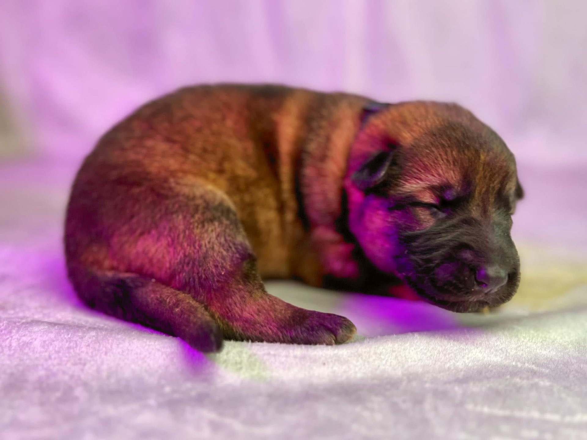 Past Wolfgang Mojica litter puppy β German Shepherd from Haus Von Wolfgang Mojica VA