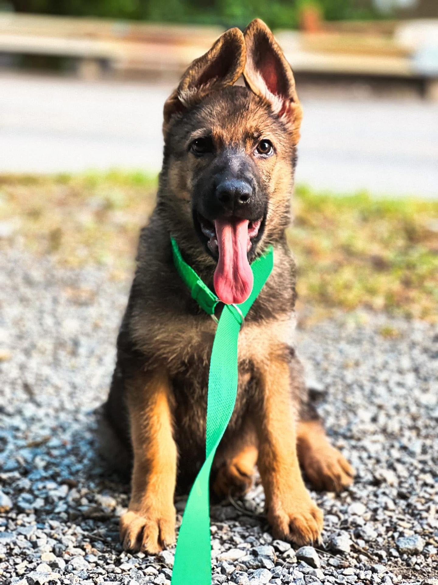 Past Wolfgang Mojica litter puppy β German Shepherd from Haus Von Wolfgang Mojica VA