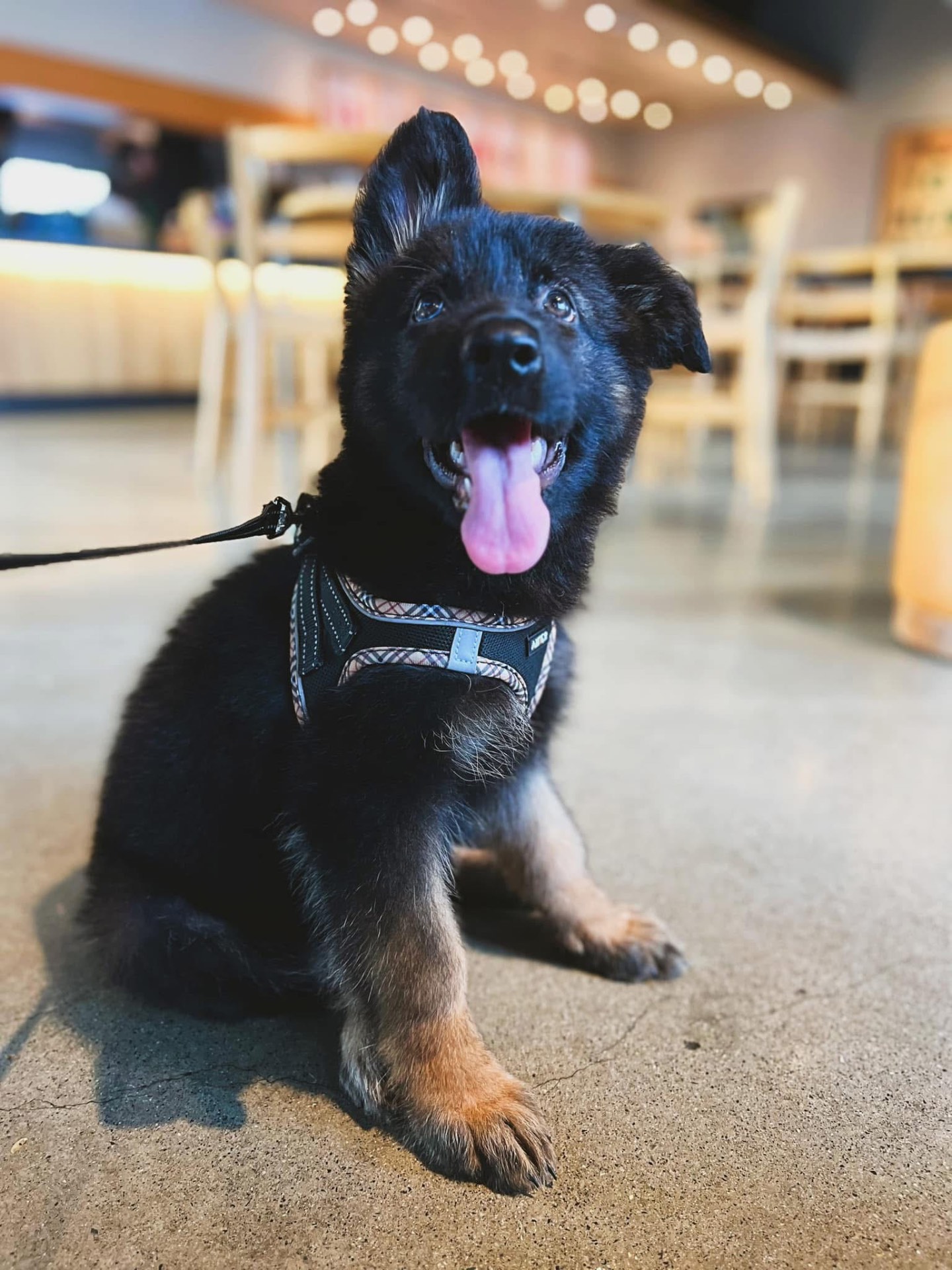 Past Wolfgang Mojica litter puppy β German Shepherd from Haus Von Wolfgang Mojica VA