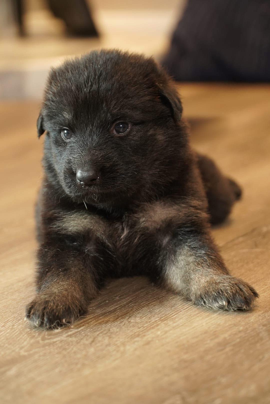 Past Wolfgang Mojica litter puppy β German Shepherd from Haus Von Wolfgang Mojica VA