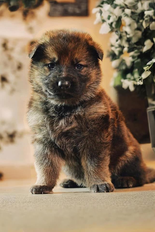 Past Wolfgang Mojica litter puppy β German Shepherd from Haus Von Wolfgang Mojica VA