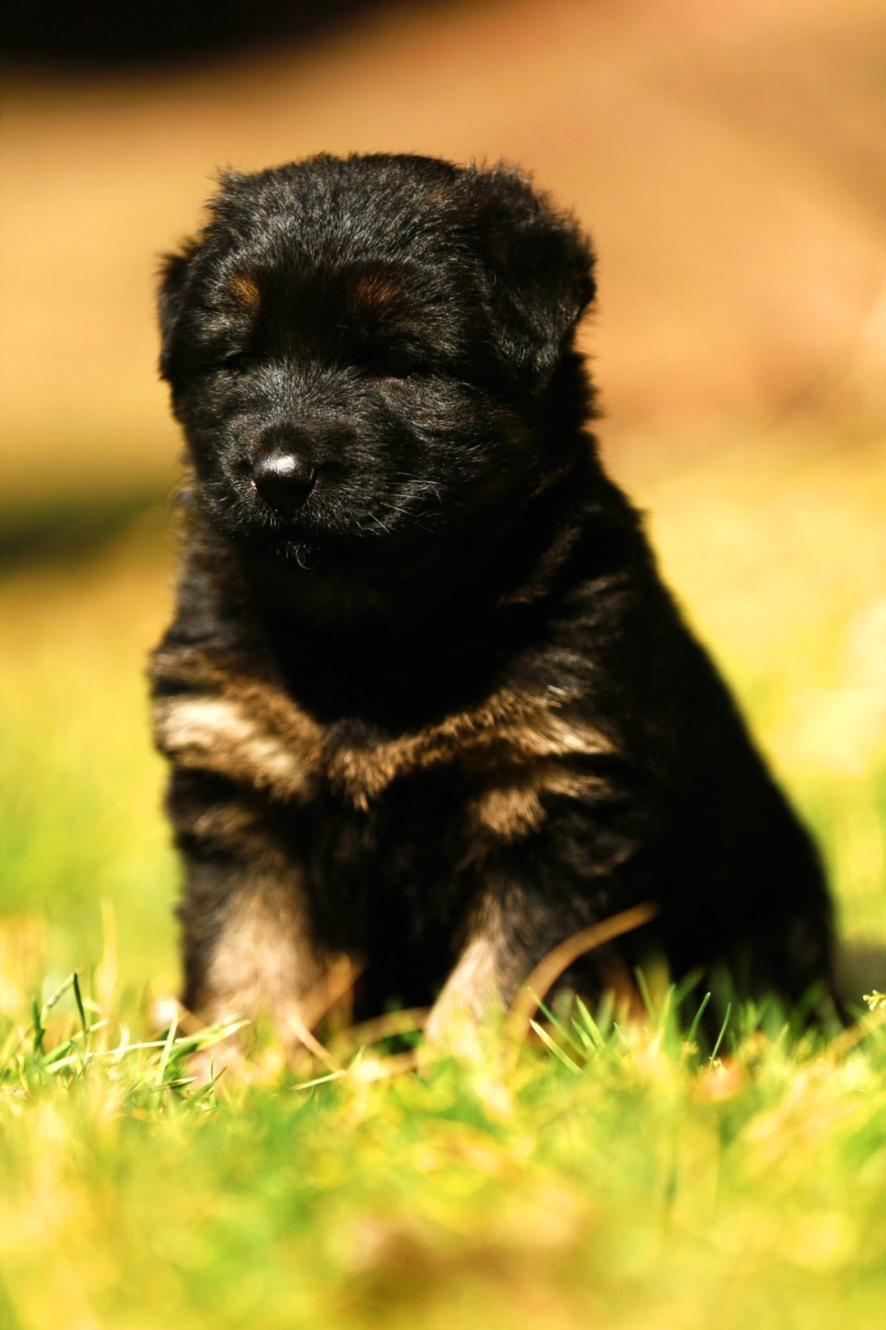 Black German Shepherd puppy portrait